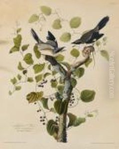 Loggerhead Shrike (plate 57) by John James Audubon