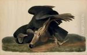 Black Vulture (plate Cvi)