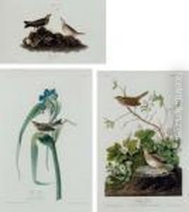 Brown Lark (plate X) Variant 1; 
Vigors Vireo (plate 30) Variant 1; Lincoln Finch (cxciii); And American 
Water Ouzel (plate Ccclxx)