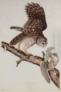 Barred Owl (plate 46) by John James Audubon