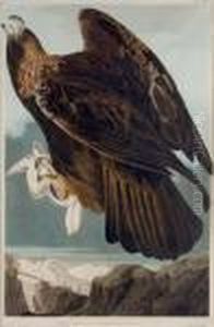 Golden Eagle (plate Clxxxi) by John James Audubon