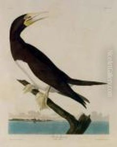 Booby Gannet (plate Ccvii); And [thick-billed Murre] (plate Ccxlv) by John James Audubon