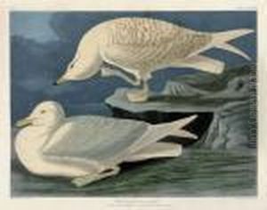 White-winged Silvery Gull (plate Cclxxxii)