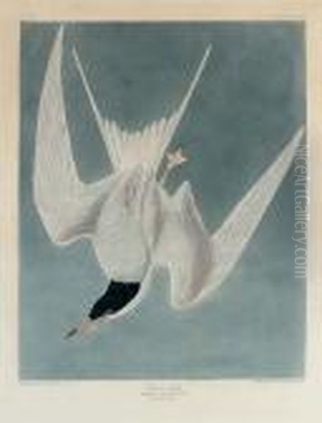Great Tern (plate Cccix) - view 1