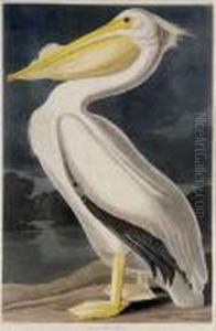 American White Pelican (plate Cccxi)