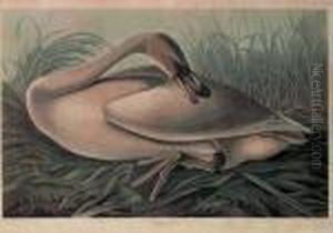 Trumpeter Swan (plate Ccclxxvi) Trumpeter Swan (plate Ccclxxvi)