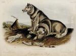 Three Works Esquimaux Dog Plate
Cxiii Jackall Fox Plate Cli Tawney Weasel Plate Cxlviii Jw The
Quadrupeds Of North America Vol Iii Three Works Esquimaux Dog Plate
Cxiii Jackall Fox Plate Cli Tawney Weasel Plate Cxlviii Jw The
Quadrupeds Of North America Vol Iii