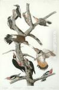 Woodpeckers by John James Audubon