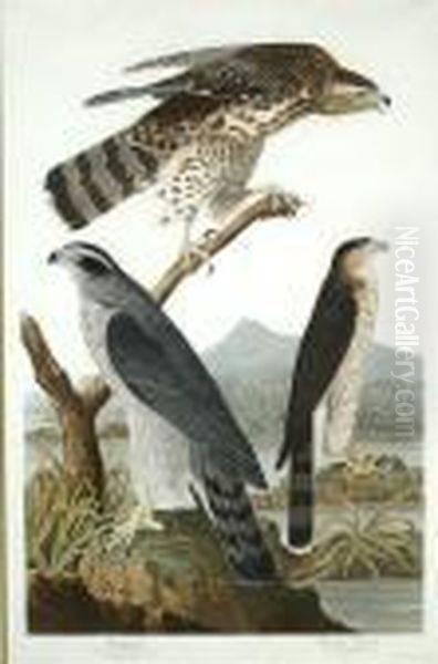 Goshawk - view 1