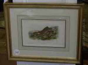 The Northernhare by John James Audubon