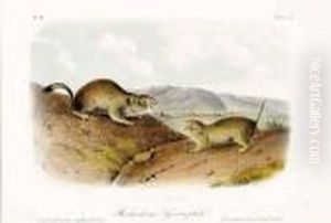 Five Works: Small Green-crested 
Flycatcher, Wilson's Meadow Shrew Mole, Common American Shrew Mole, 
Richardson's Spermophile, And Meadow Mouse