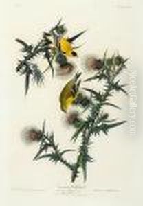 American Goldfinch