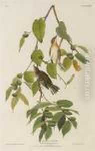 Autumnal Warbler by John James Audubon