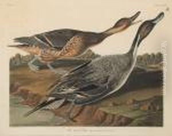 Pin-tailed Duck (pl. Ccxxvii) - view 1