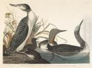 Red-throated Diver (pl. Ccii) Red-throated Diver (pl. Ccii)