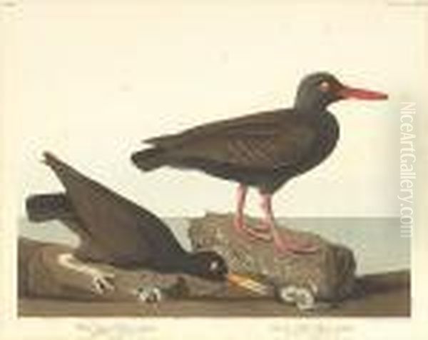White-legged Oyster-catcher. Slender-billed Oyster-catcher - view 1