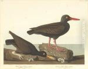White-legged Oyster-catcher. Slender-billed Oyster-catcher by John James Audubon
