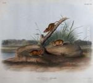 A Group Of Four Prints From The Viviparous by John James Audubon