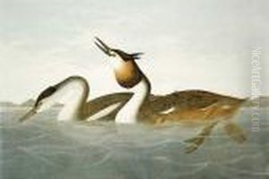 Crested Grebe Ny