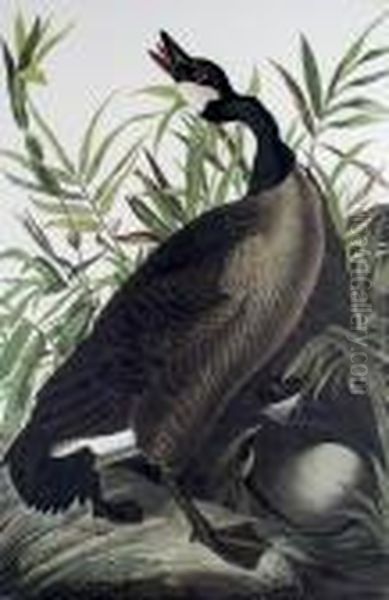 Canada Goose - view 1