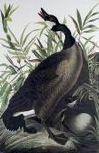 Canada Goose by John James Audubon