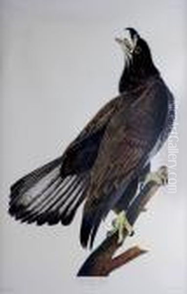 White Headed Eagle - view 1