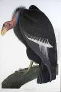 California Vulture by John James Audubon