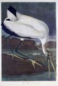 Wood Ibiss by John James Audubon