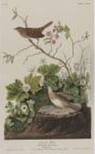 Prothonotary Warbler; Tennessee Warbler; Swamp Sparrow; And Lincoln Finch