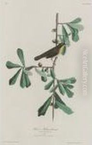 Roscoe's Yellow Throat; And Grass Finch Or Bay-winged Bunting by John James Audubon