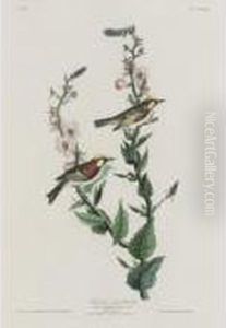 Chestnut-sided Warbler by John James Audubon