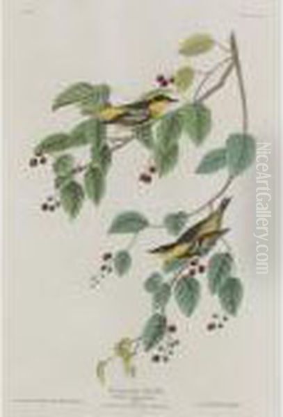 Carbonated Warbler - view 1