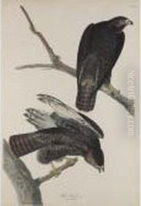 Black Warrior by John James Audubon