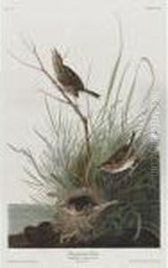 Sharp-tailed Finch by John James Audubon