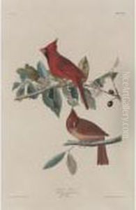 Cardinal Grosbeak by John James Audubon