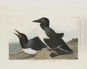 Foolish Guillemot; And Slender-billed Guillemot by John James Audubon