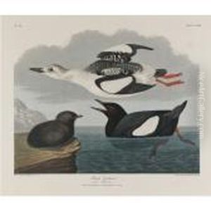 Black Guillemot; And White-legged Oyster Catcher Black Guillemot; And White-legged Oyster Catcher
