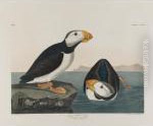Piping Plover, Red Phalarope, Large-billed Puffin, Western Duck by John James Audubon