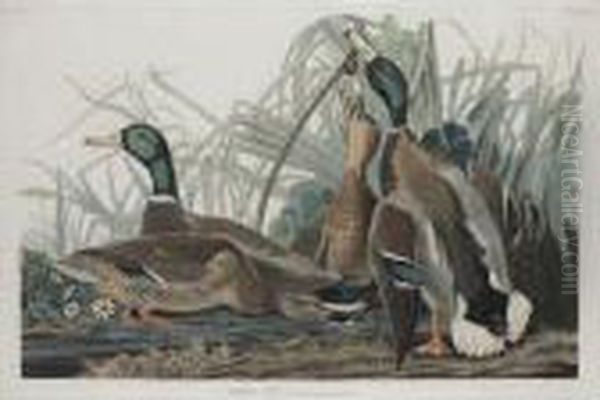 Mallard Duck - view 1