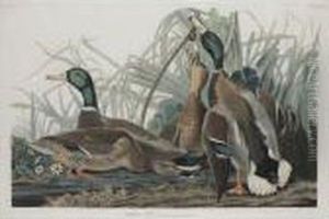 Mallard Duck