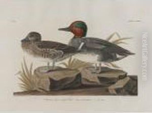 American Green-winged Teal by John James Audubon