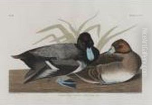 Scaup Duck by John James Audubon