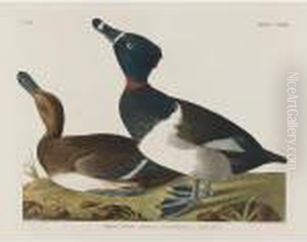 Tufted Duck - view 1