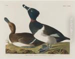 Tufted Duck by John James Audubon