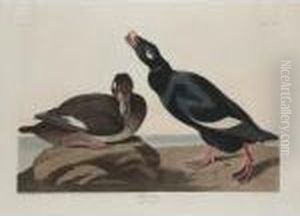 Velvet Duck; And Richardson's Jaguar Velvet Duck; And Richardson's Jaguar