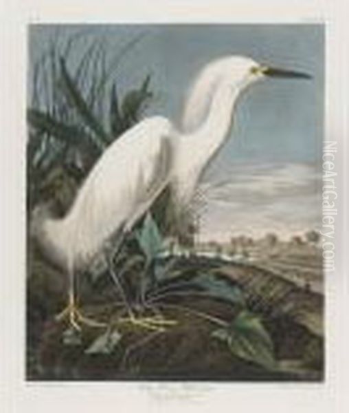 Snowy Heron Or White Egret (plate Ccxlii) - view 1