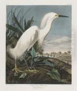 Snowy Heron Or White Egret (plate Ccxlii) by John James Audubon