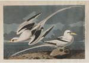 Tropic Bird by John James Audubon