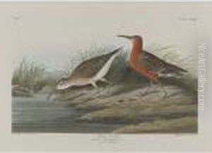 Pigmy Curlew; And American Water Ouzel Pigmy Curlew; And American Water Ouzel