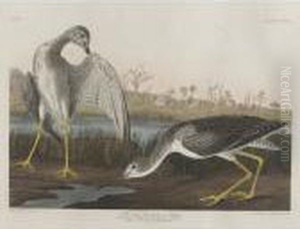 Tell-tale Goodwit Or Snipe - view 1